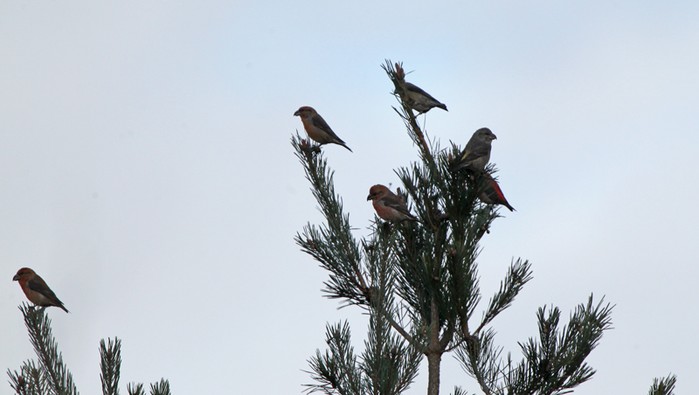 Parrot Crossbill