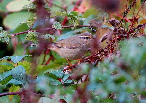 Radde's Warbler