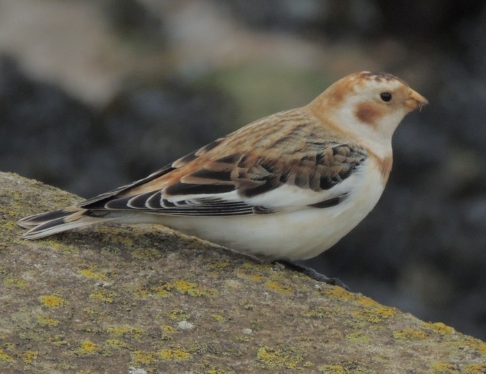 Snow Bunting