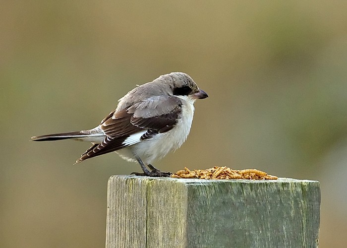 Lesser Grey Shrike