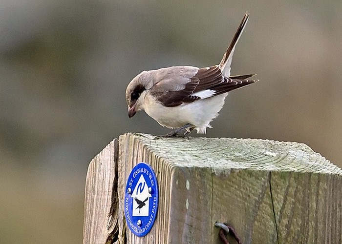 Lesser Grey Shrike
