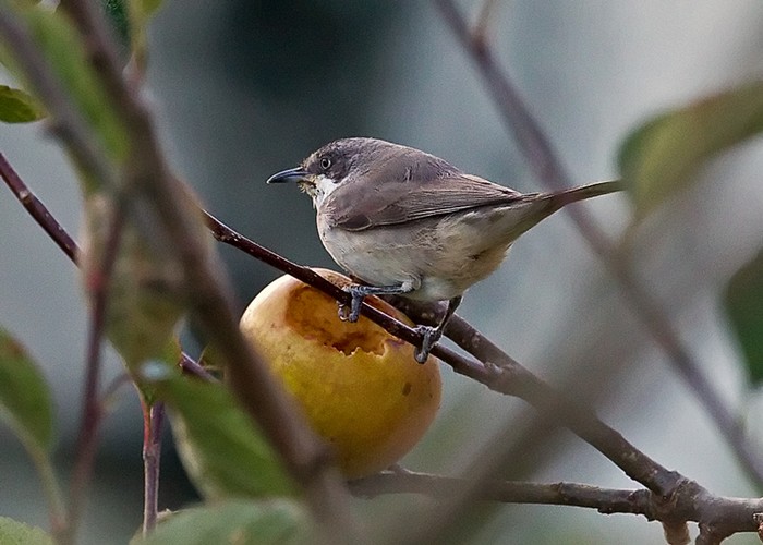 Western Orphean Warbler