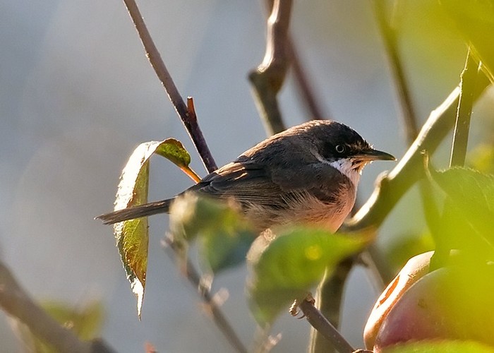 Western Orphean Warbler