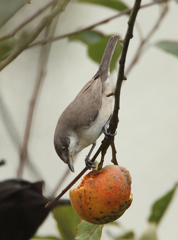 Western Orphean Warbler