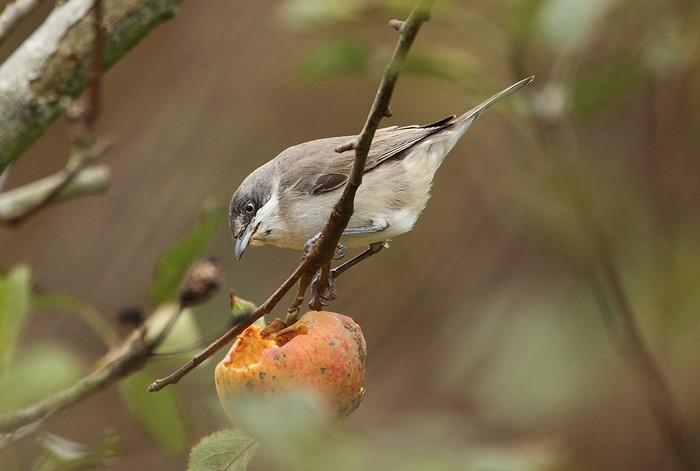 Western Orphean Warbler