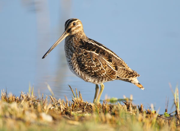 Wilson's Snipe