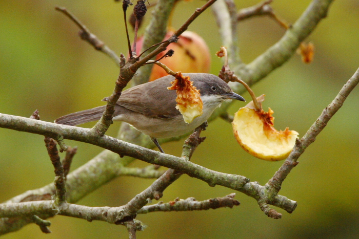 Western Orphean Warbler