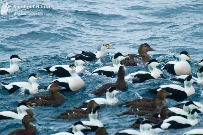King Eider