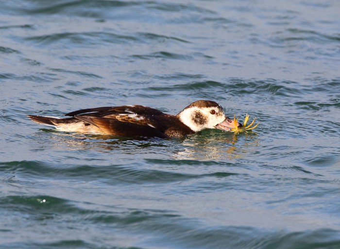 Long-tailed Duck