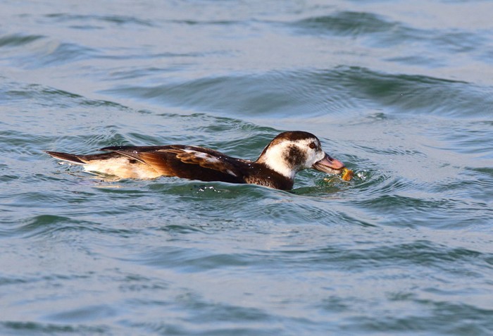 Long-tailed Duck