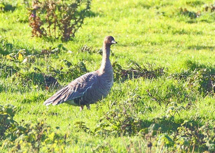 Pink-footed Goose