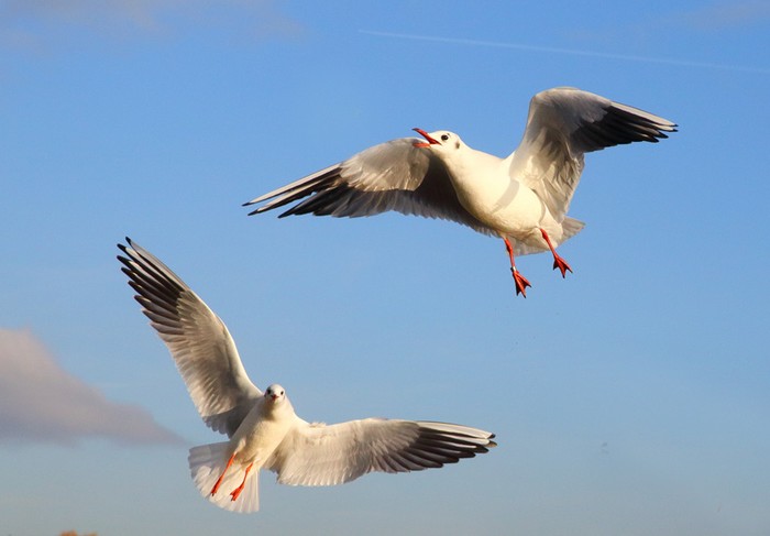 Black-headed Gull