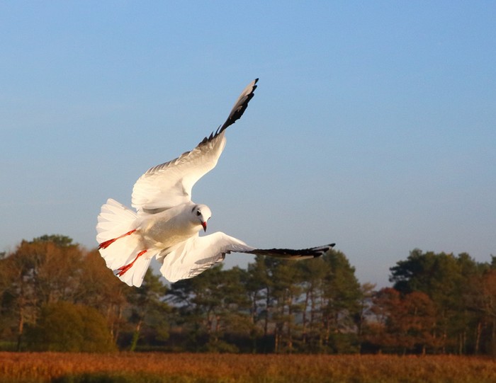 Black-headed Gull