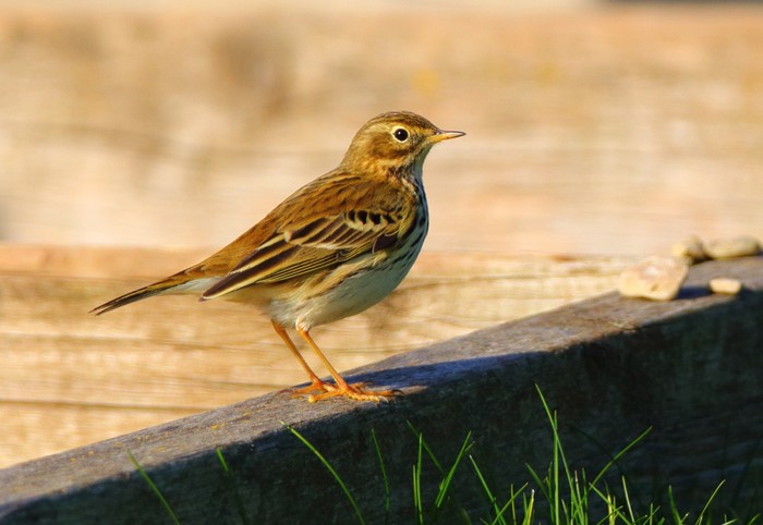 Meadow Pipit