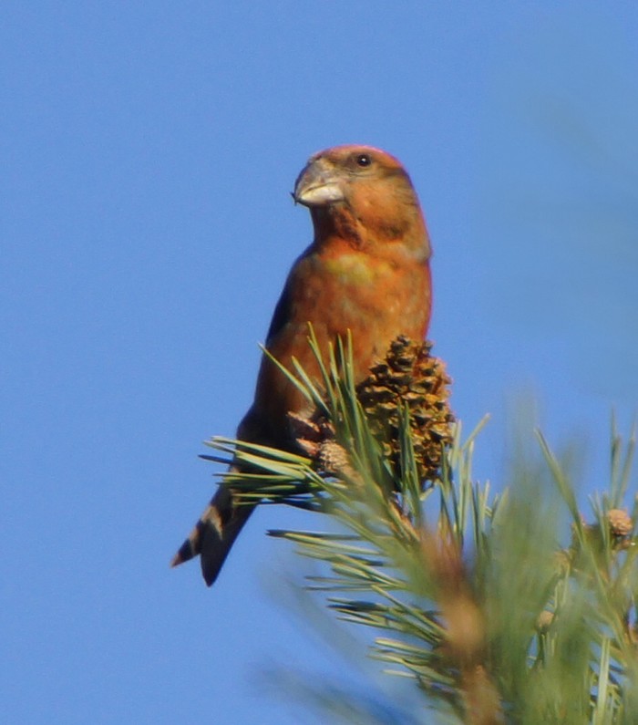 Parrot Crossbill