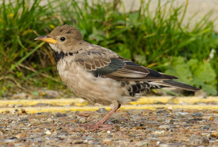 Rose-coloured Starling