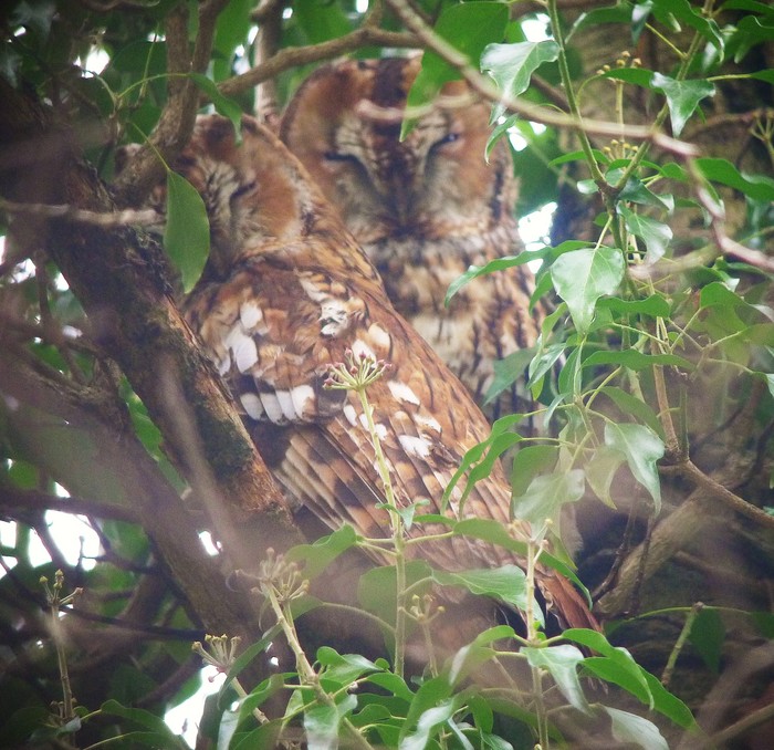 Tawny Owl