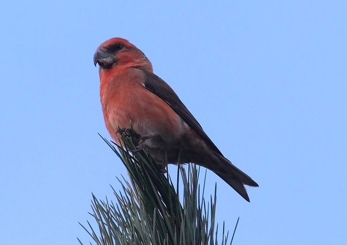 Parrot Crossbill