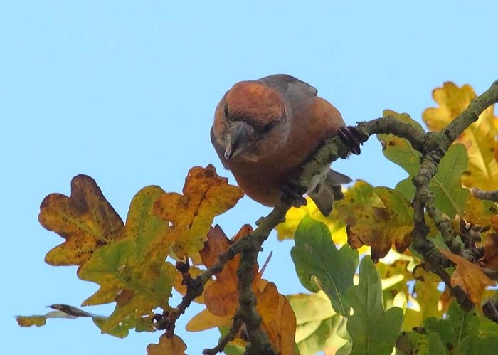 Parrot Crossbill