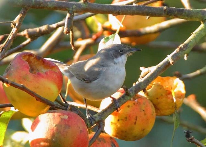 Western Orphean Warbler