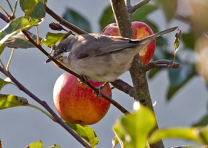 Western Orphean Warbler