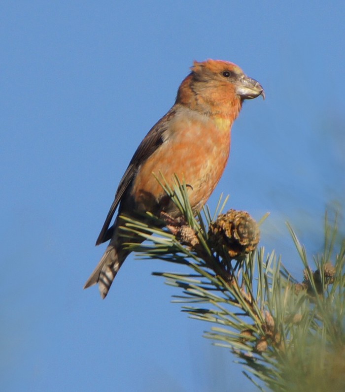 Parrot Crossbill