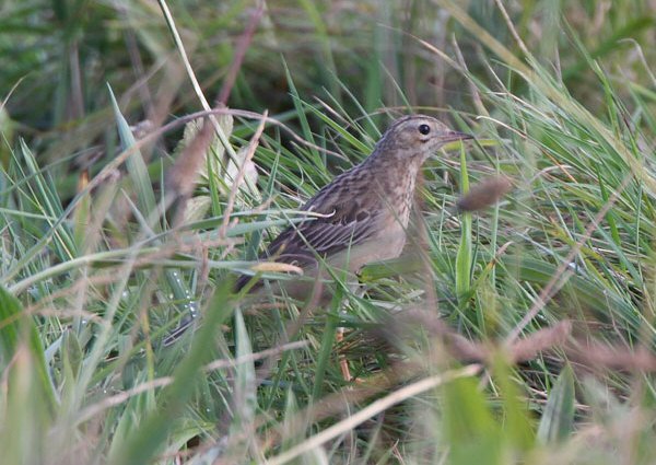 Blyth's Pipit