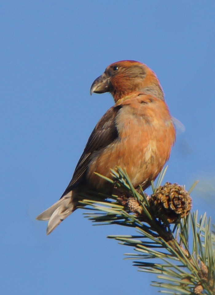 Parrot Crossbill