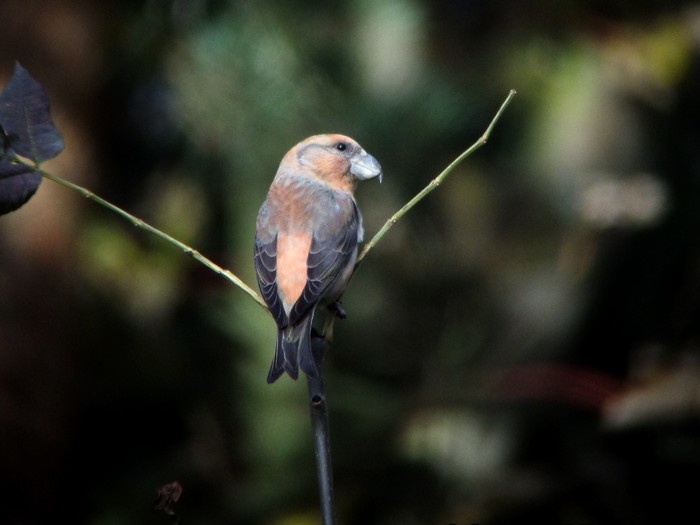 Parrot Crossbill