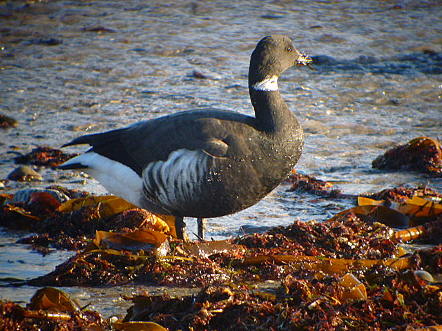 Black Brant