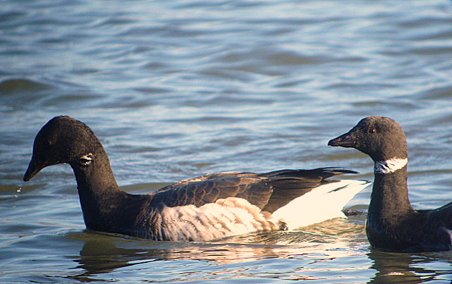 Black Brant