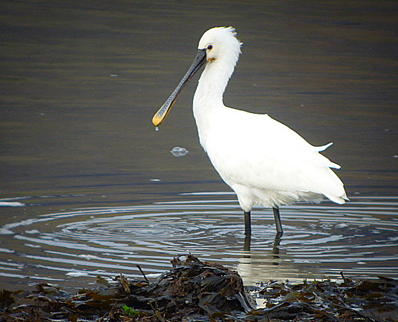 Spoonbill