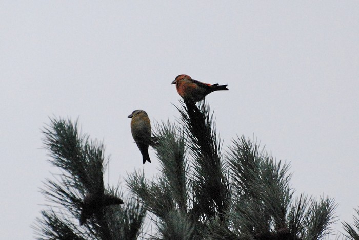 Parrot Crossbill