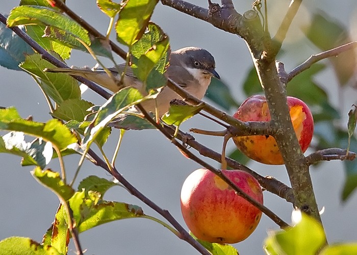 Western Orphean Warbler