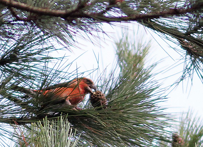 Parrot Crossbill