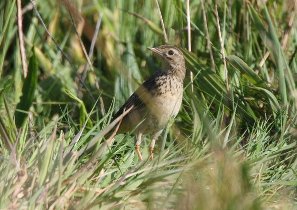 Blyth's Pipit