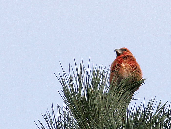 Parrot Crossbill