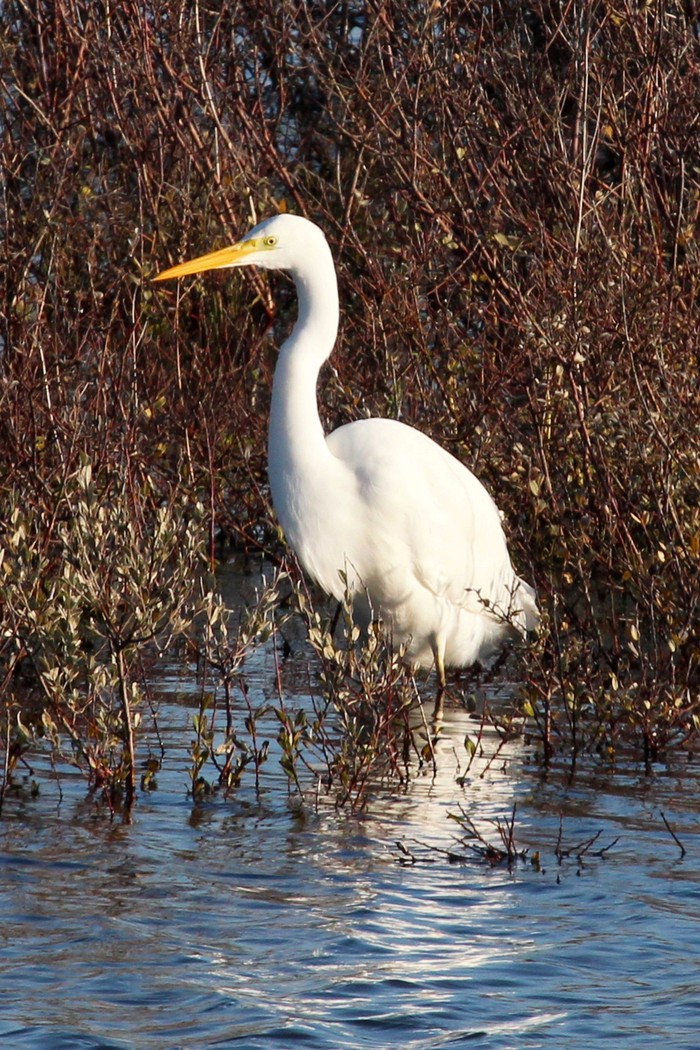 Great White Egret