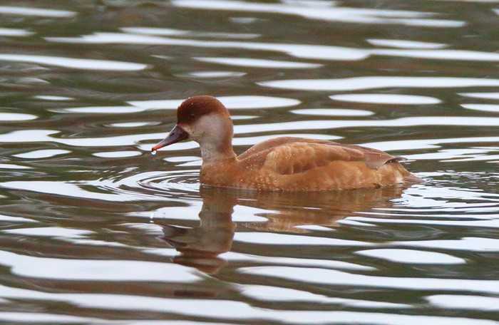 Red-crested Pochard