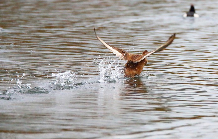 Red-crested Pochard