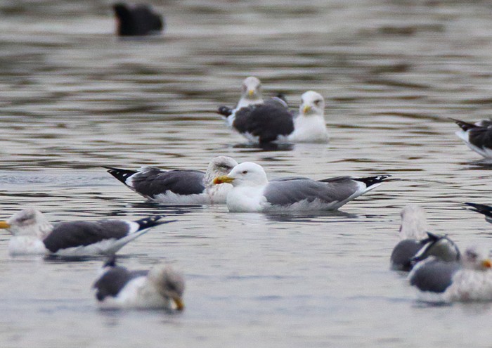 Yellow-legged Gull