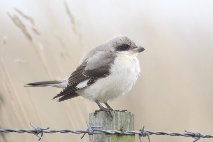 Lesser Grey Shrike