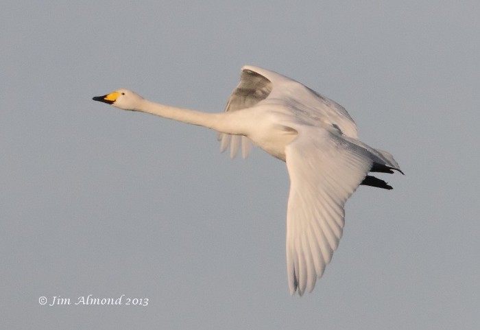 Whooper Swan