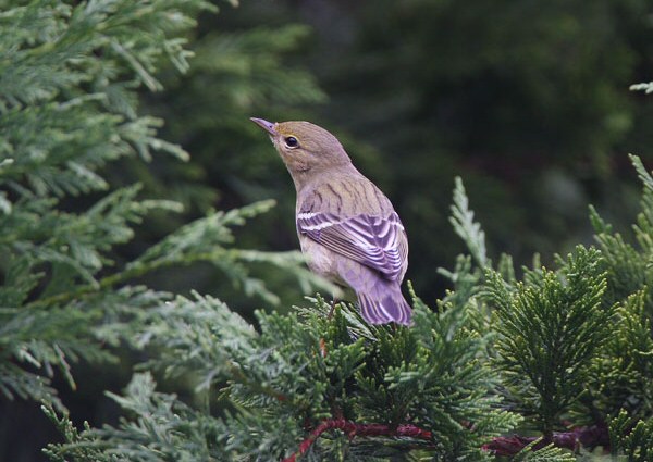 Blackpoll Warbler