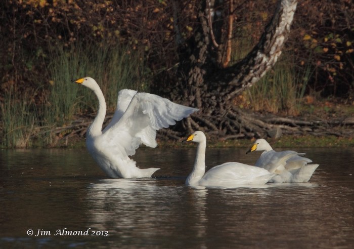 Whooper Swan