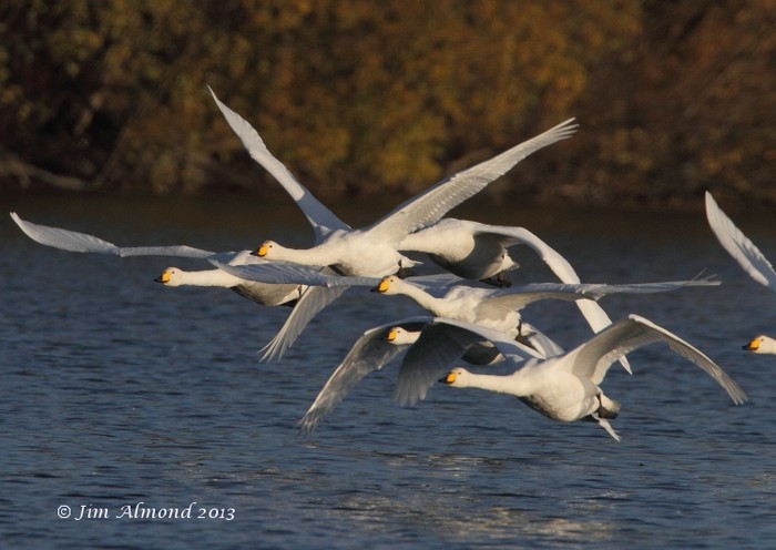 Whooper Swan