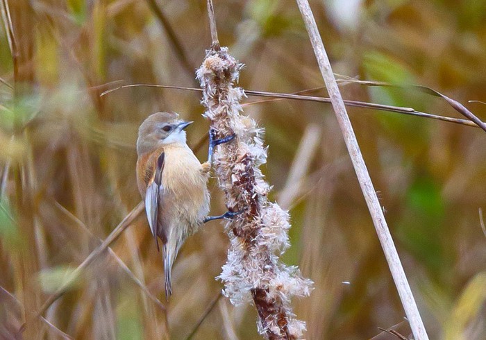 Penduline Tit