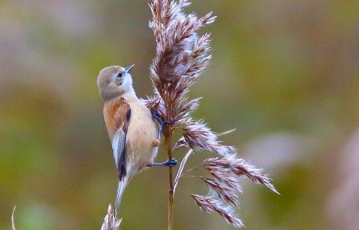 Penduline Tit