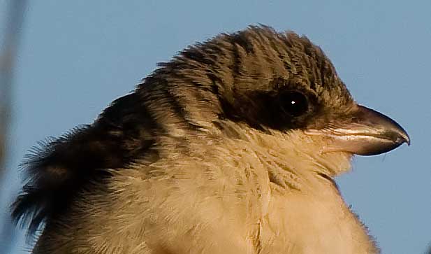 Lesser Grey Shrike