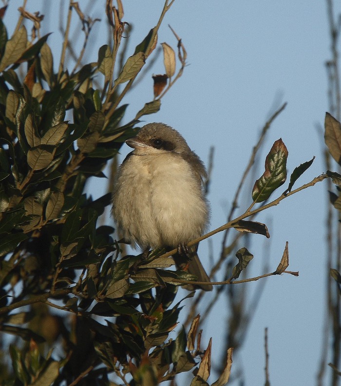 Lesser Grey Shrike